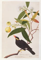 Hill Myna, from Drawings of Birds from Malacca